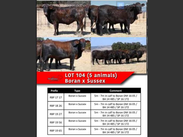 BORAN x SUSSEX COWS