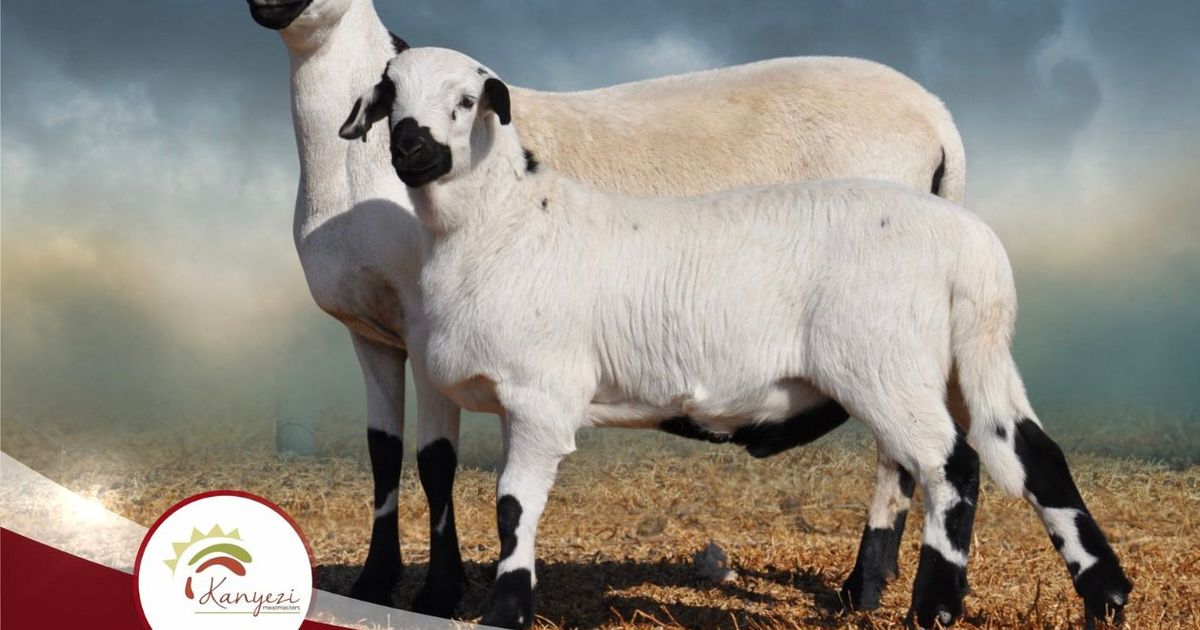 Lot 41 | PLATINUM MEATMASTER PRODUKSIEVEILING | SwiftVEE | South Africa ...