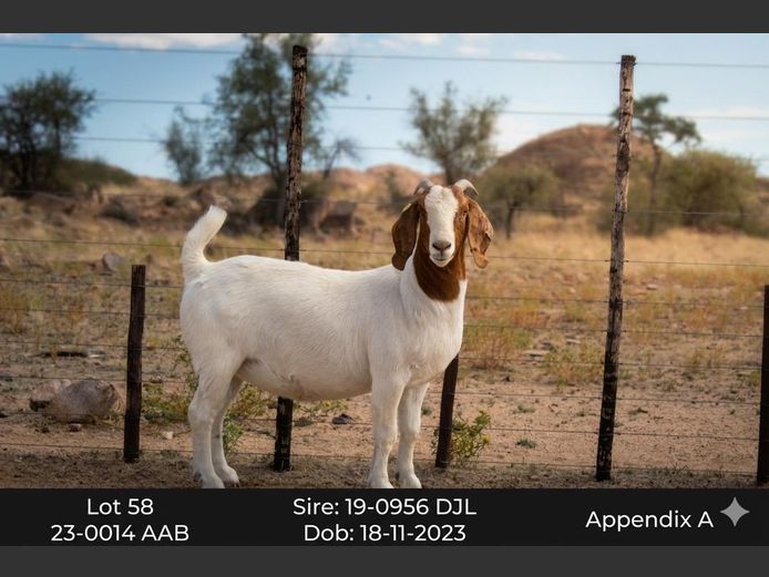 23-0014AAB | AC BOERBOKSTOET