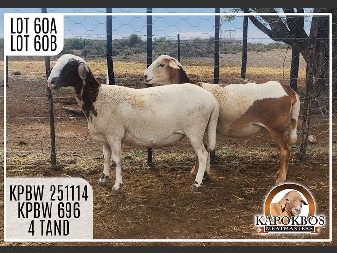 KPBW696 | Kapokbos Meatmasters