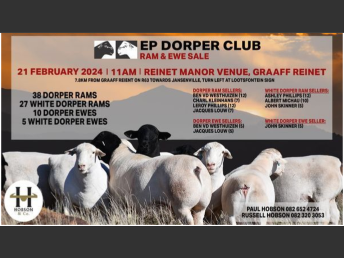 EP DORPER CLUB RAM AND EWE SALE