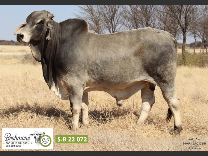 S-B2272 | SCHLEBUSCH BOERDERY BK