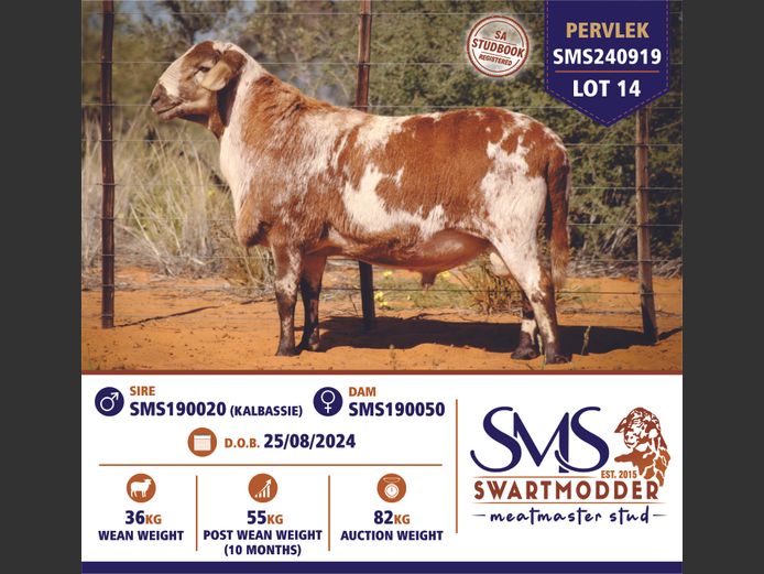 SMS240919 | SWARTMODDER MEATMASTER STUD