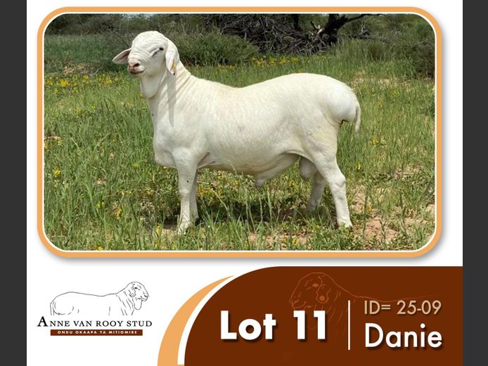 25-09 | ANNE VAN ROOY STUD