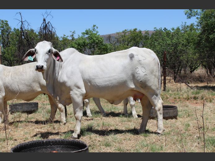HI52320 | L VAN DIJKHORST