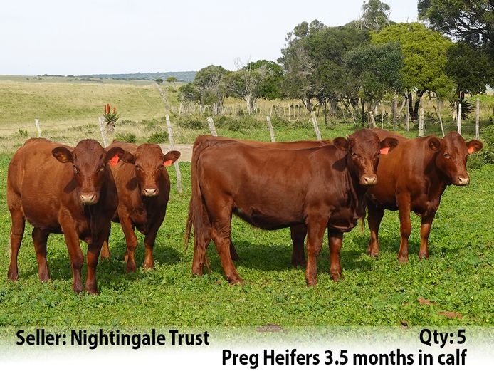 Commercial Animals | Nightingale Trust