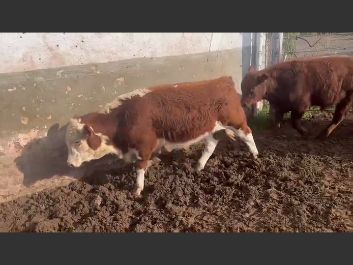 Weaners | Van Heer Boerdery (Tarka)