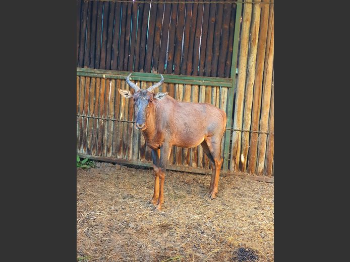 Tsessebe | Helicon M 