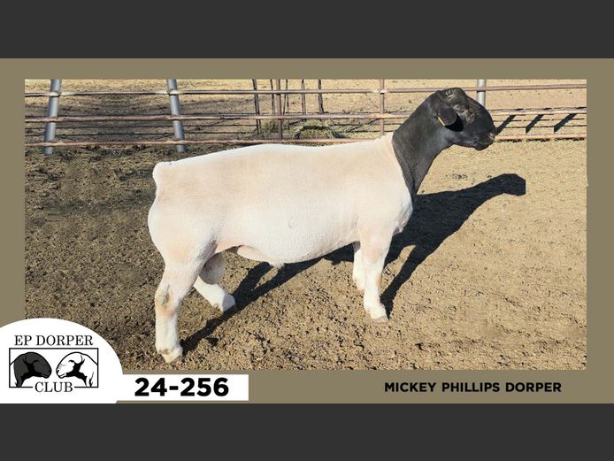 24-256  |  MICKEY PHILLIPS