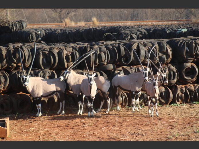 Gemsbokke