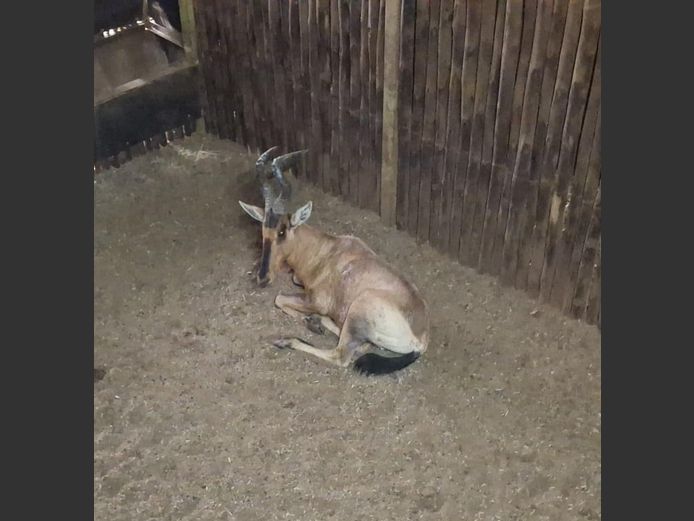 RED HARTEBEEST | HIGHLAND