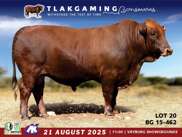 BG230462 | JOURIE BONSMARAS