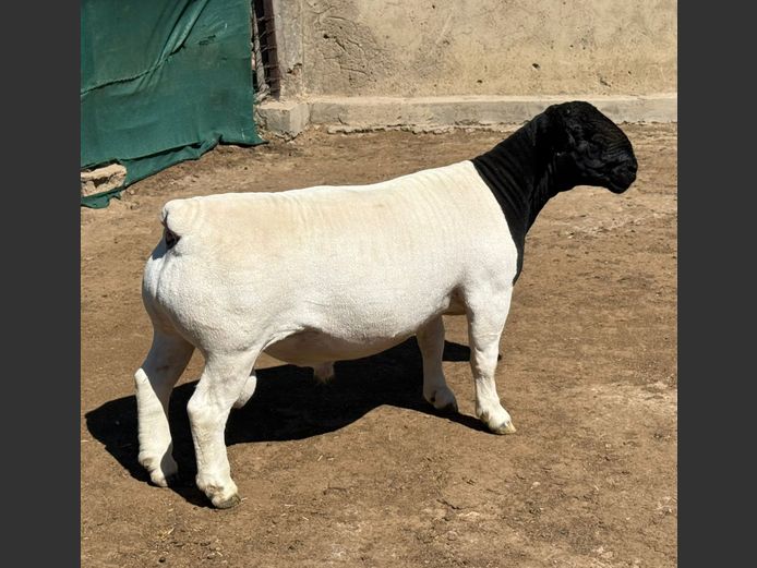 248441| Leroy Phillips Dorpers