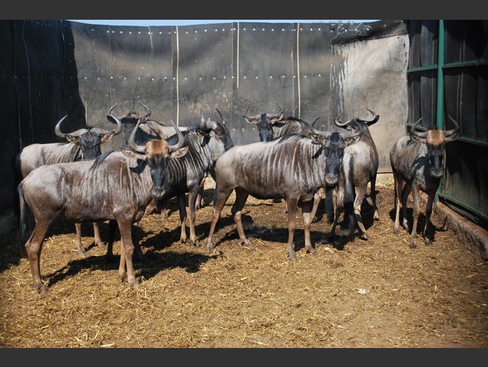 BLOUWILDEBEES | MABALINGWE