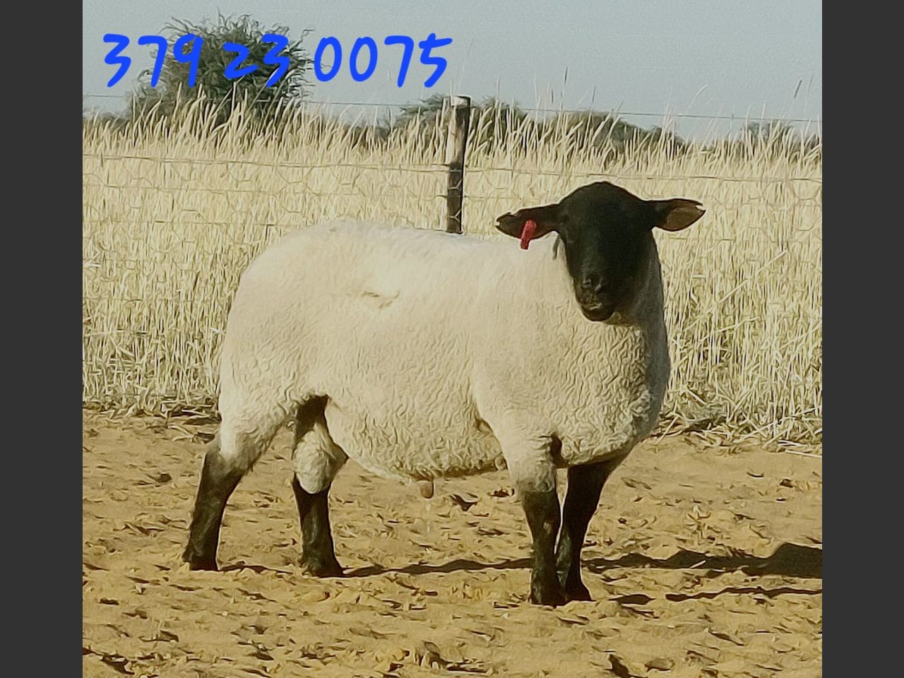 images
