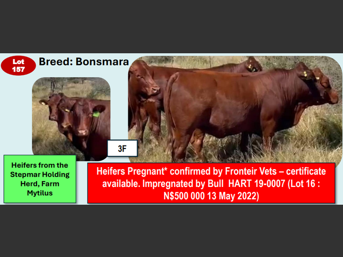BONSMARA HEIFERS | ANNUAL MYTILUS AND ELOFF