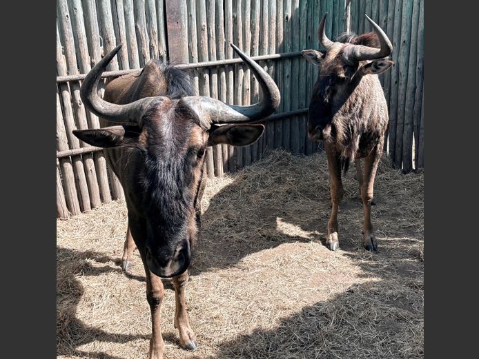 Blouwildebees Bulle