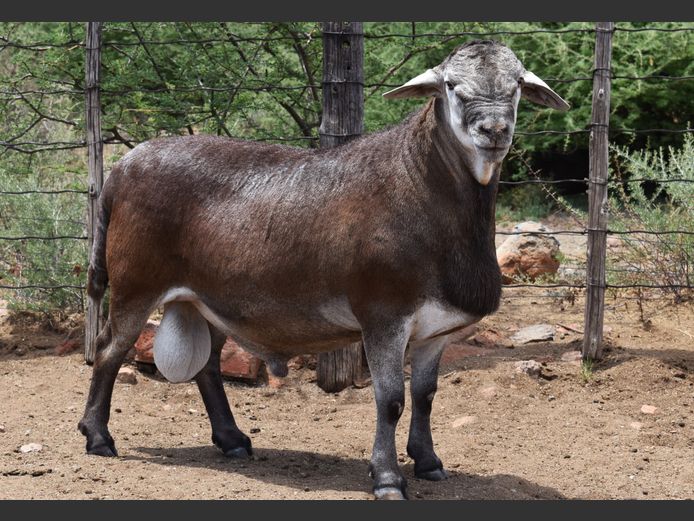 Lot 21 | KALAHARI KAROO MEATMASTER 36STE PRODUKSIEVEILING | SwiftVEE ...