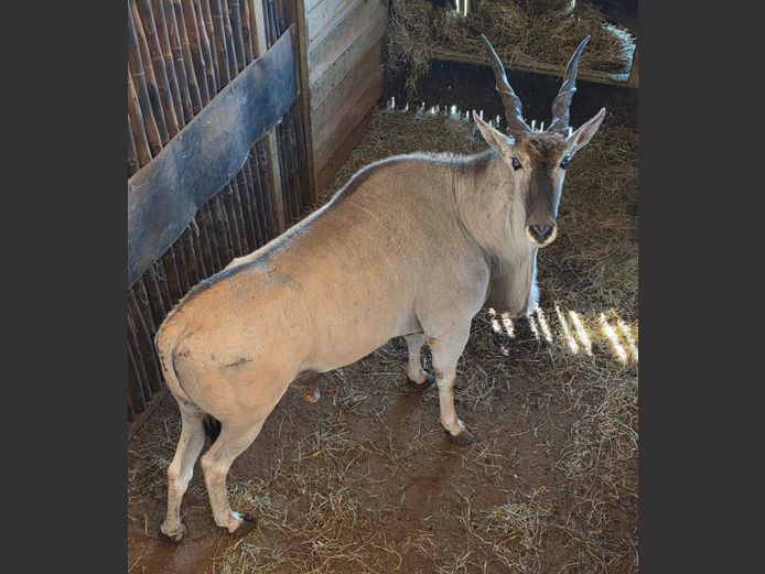 ELAND | NYLSVLEI GAME