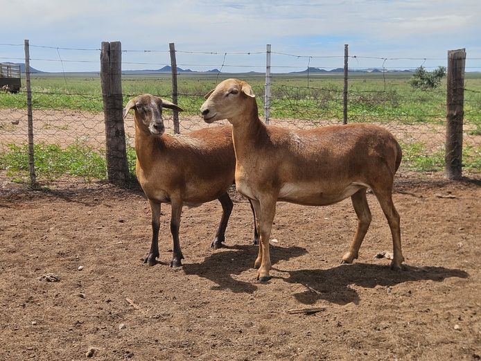 Ooie | GF Van Rooyen