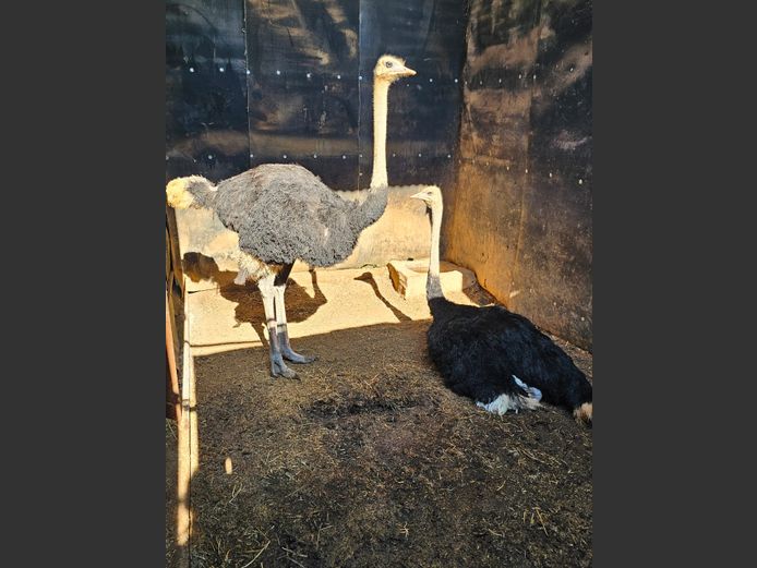 OSTRICHES | LITTLE HUT