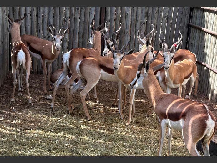 Kalahari Springbok Ramme