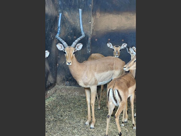 IMPALA | DEELBOS BDY