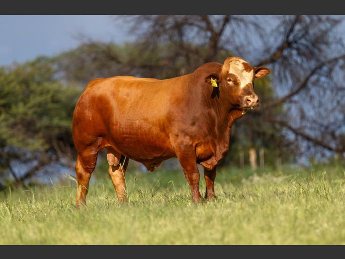 DM231150 | KAMAB SIMBRA