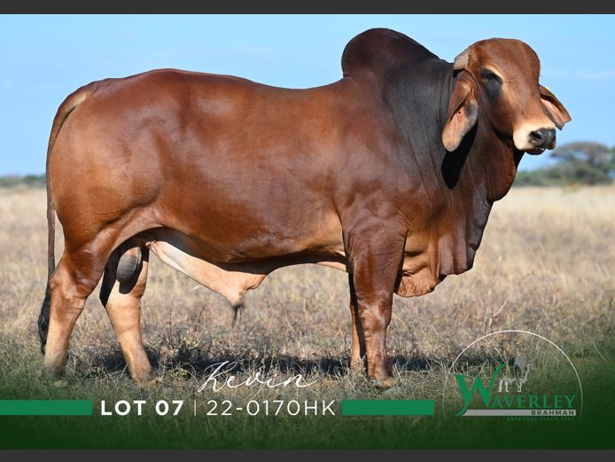 22-0170HK | WAVERLEY BRAHMAN