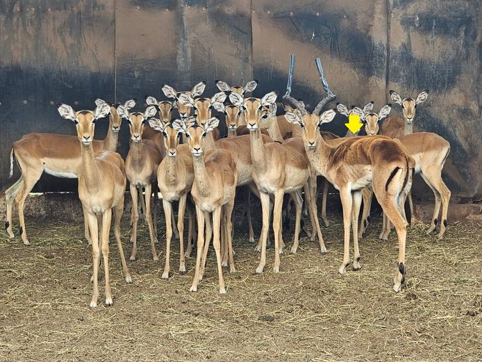 IMPALA | ROOIBOSKLOOF