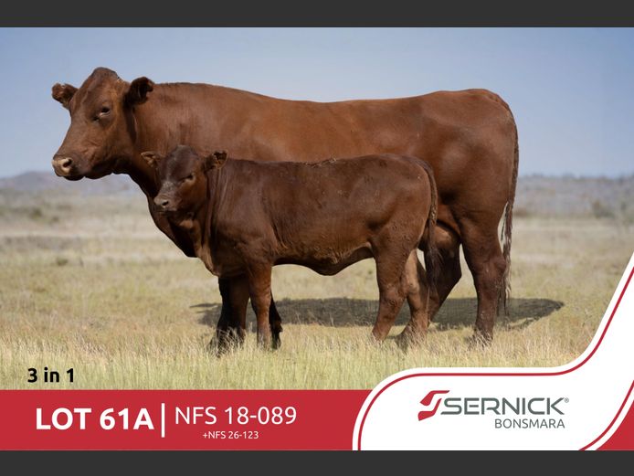 NFS 180089 | SERNICK BONSMARA STOET