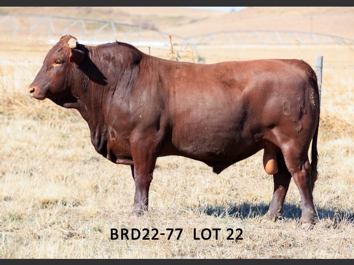 BRD 220077 | DIEPFONTEIN TRUST