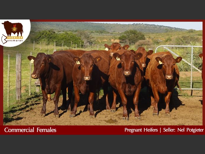 Commercial Animals | Nel Potgieter