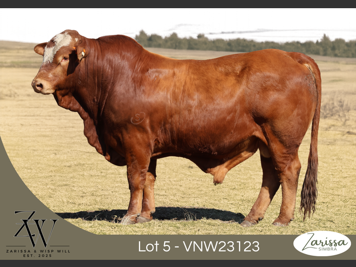VNW23123 | ZARISSA
