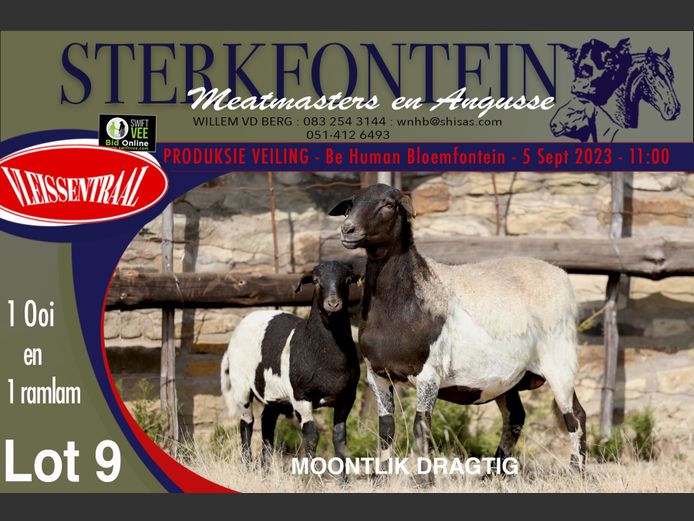 Ewes | Sterkfontein Meatmasters