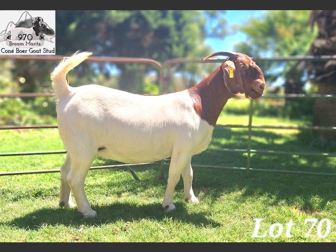 970 24-0125 | Coné Boerbokstoet