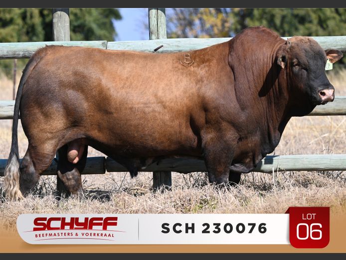 SCH 230076