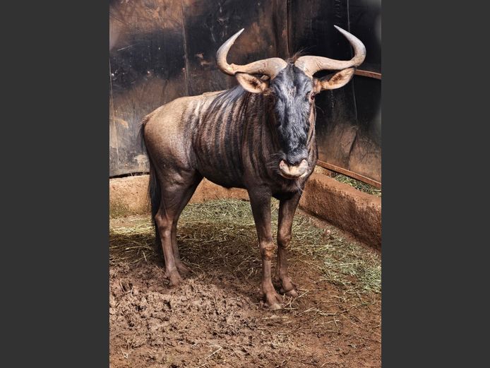 BLUE WILDEBEEST | BIRKEN VERVOER
