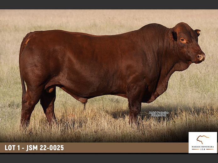 JSM220025 | MARAIS BONSMARAS
