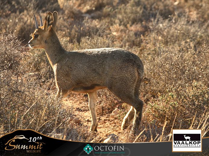 Klipspringer Ram