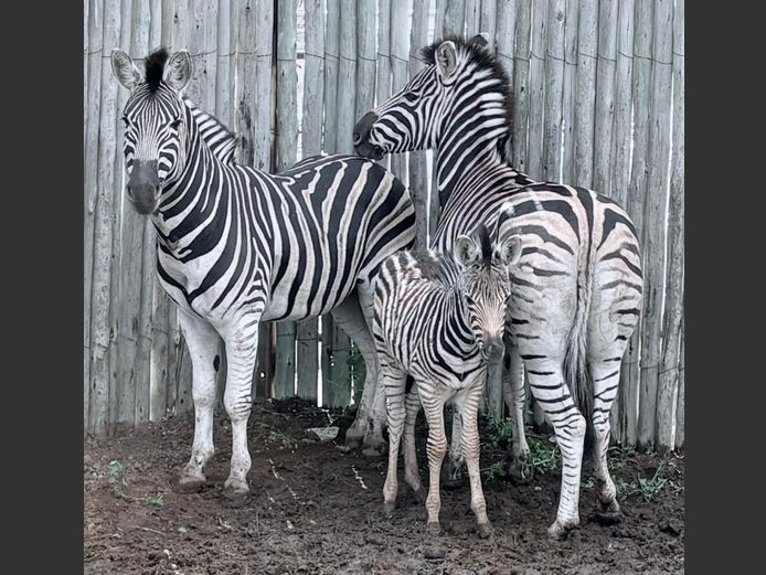 Zebras