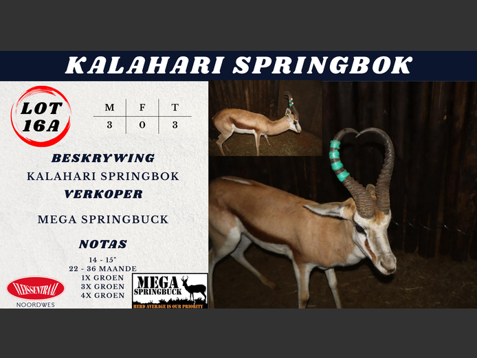 Kalahari Springbok