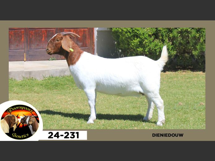 23-231  |  Dieniedouw