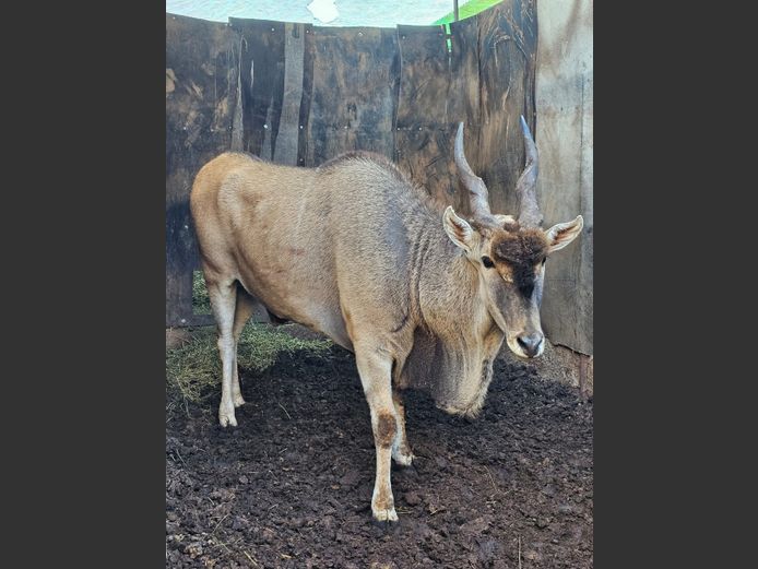 ELAND | UNICO PROJECTS