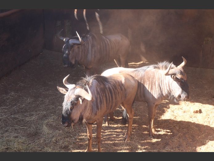 BLOUWILDEBEESTE