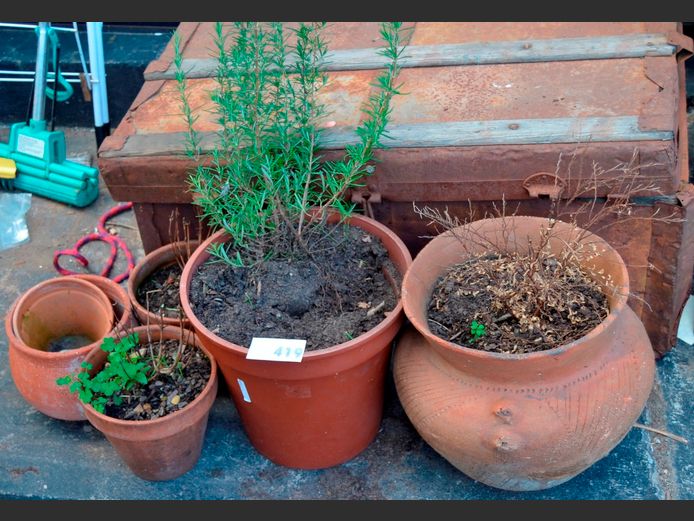 LOT: PLANTERS & PLANTS