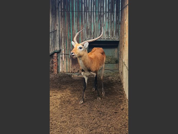 Lechwe | Helicon H 