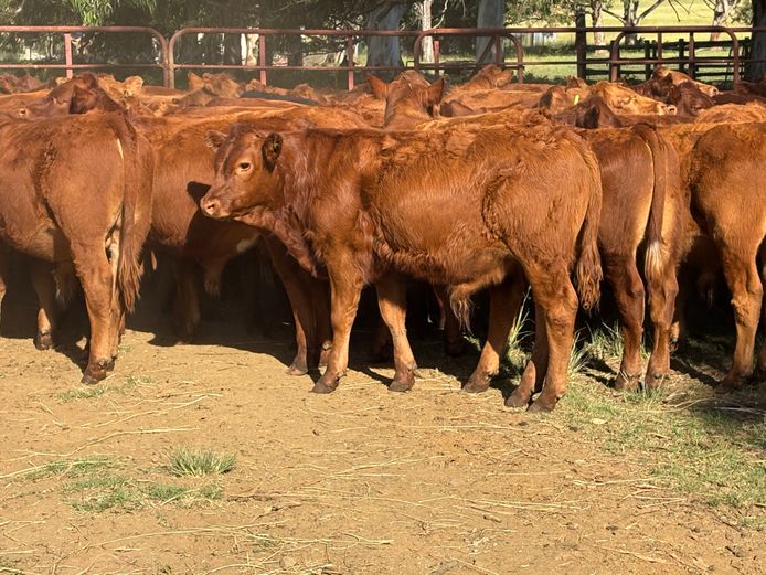 Intact Bull Calves | S & S Farming Trust