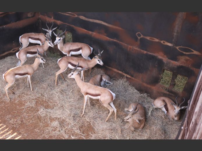 Springbokke