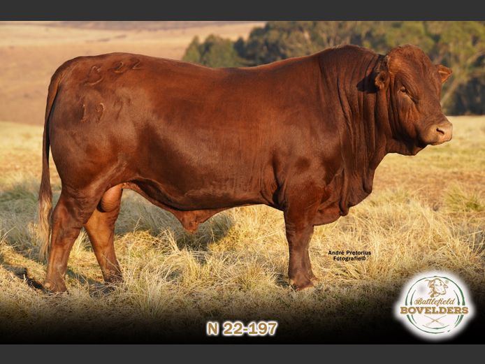 N 22-197 | MORGENTAL BOVELDERS